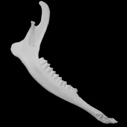 Columbian Black-tailed Deer specimen 03
