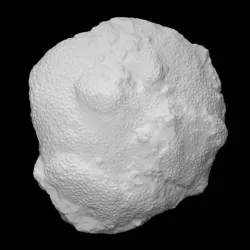 Coral - Favosites sp.