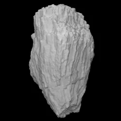 Coral - Kodonophyllum