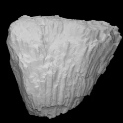 Coral - Kodonophyllum