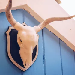 Cow Skull On Shield