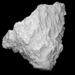 Crinoid - holdfast