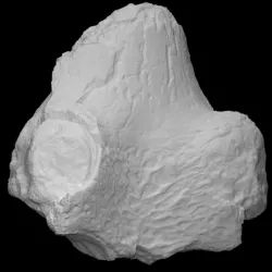 Crocodile skull