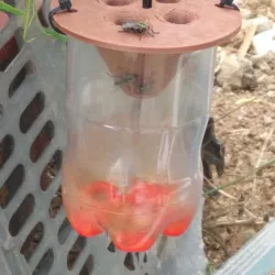 fly trap,wasp trap,pest trap
