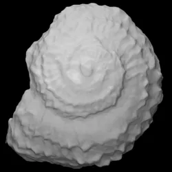 Gastropod - Poleumita