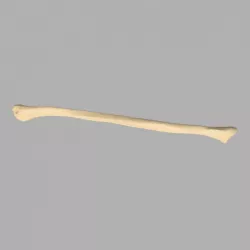 GIAA Bibliothèque Anatomique (Anatomic Library) - Fibula