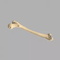 GIAA Bibliothèque Anatomique (Anatomic Library) - Fémur