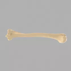 GIAA Bibliothèque Anatomique (Anatomic Library) - Humerus