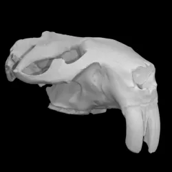 Giant Beaver Skull