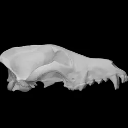 Gray Wolf specimen 01 : male