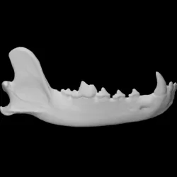 Gray Wolf specimen 02 : male
