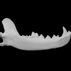 Gray Wolf specimen 03 : male