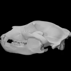 Grizzly Bear skull, specimen #9