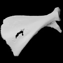 Guinea pig scapula