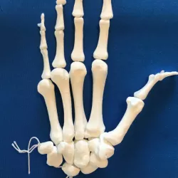 Hand Bone Anatomy Model