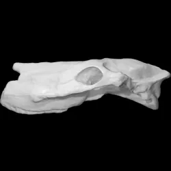 Horse - skull