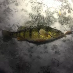 ICE CRANK ICE FISHING JIGGING LURE