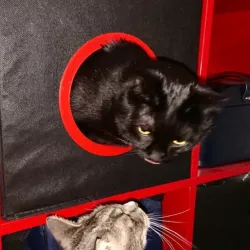 IKEA Cat Box
