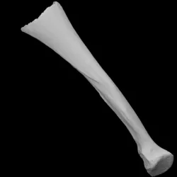 Juvenille mammoth radius