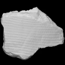 Lepidodendron fossil