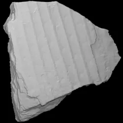 Lepidodendron fossil