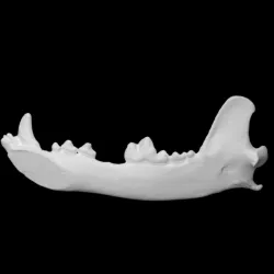 Lower Jaw Bone