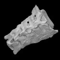 Mammoth sacrum