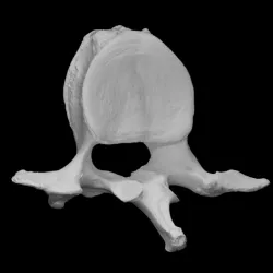 Mammuthus primigenius