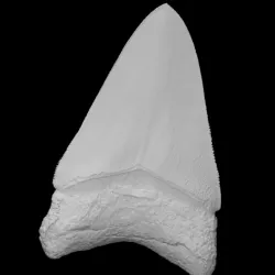 Megalodon fossil shark tooth