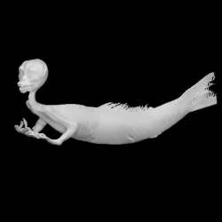 Merman