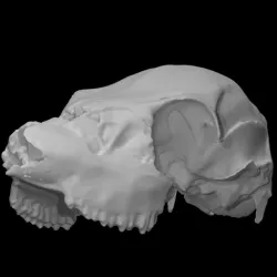 Mule Deer Skull