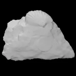 Parastrophonella brenchleyi