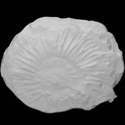 Pectinatites (Pectinatites) circumligatus