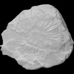 Pectinatites (Pectinatites) strahani