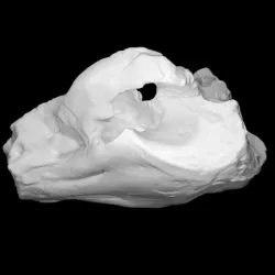 Pig - cast of skull
