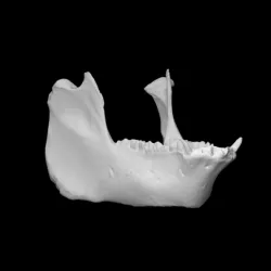 Pig Mandible