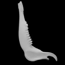 Red Deer - Jawbone