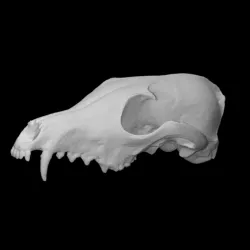 Red Fox Skull