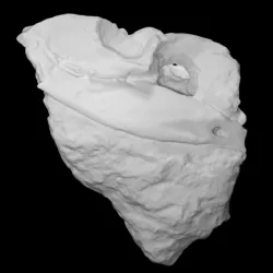 Rhynchosaur skull