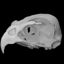 Sharp Shinned Hawk Skull
