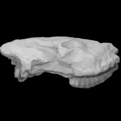 Sivatherium Skull Cast