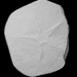 Starfish fossil