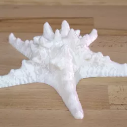 Starfish photogrammetry scan