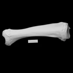 Temple Hill Mastodon Left Tibia