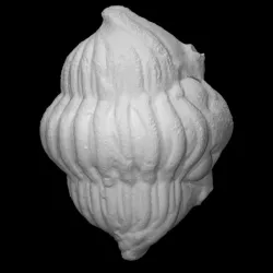 Trilobite - Calymene