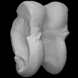 Vertebrate bone