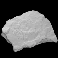 Virgatopavlovia fittoni