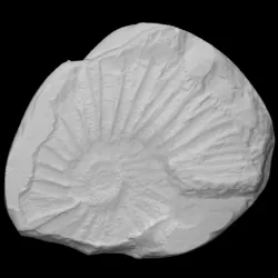 Virgatopavlovia hounstoutensis