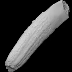 Walrus Tusk