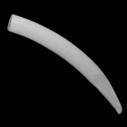 Walrus Tusk with Slavery Slogan